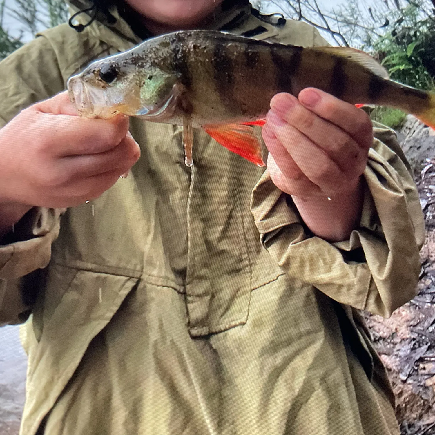 European perch caught on Fishbrain
