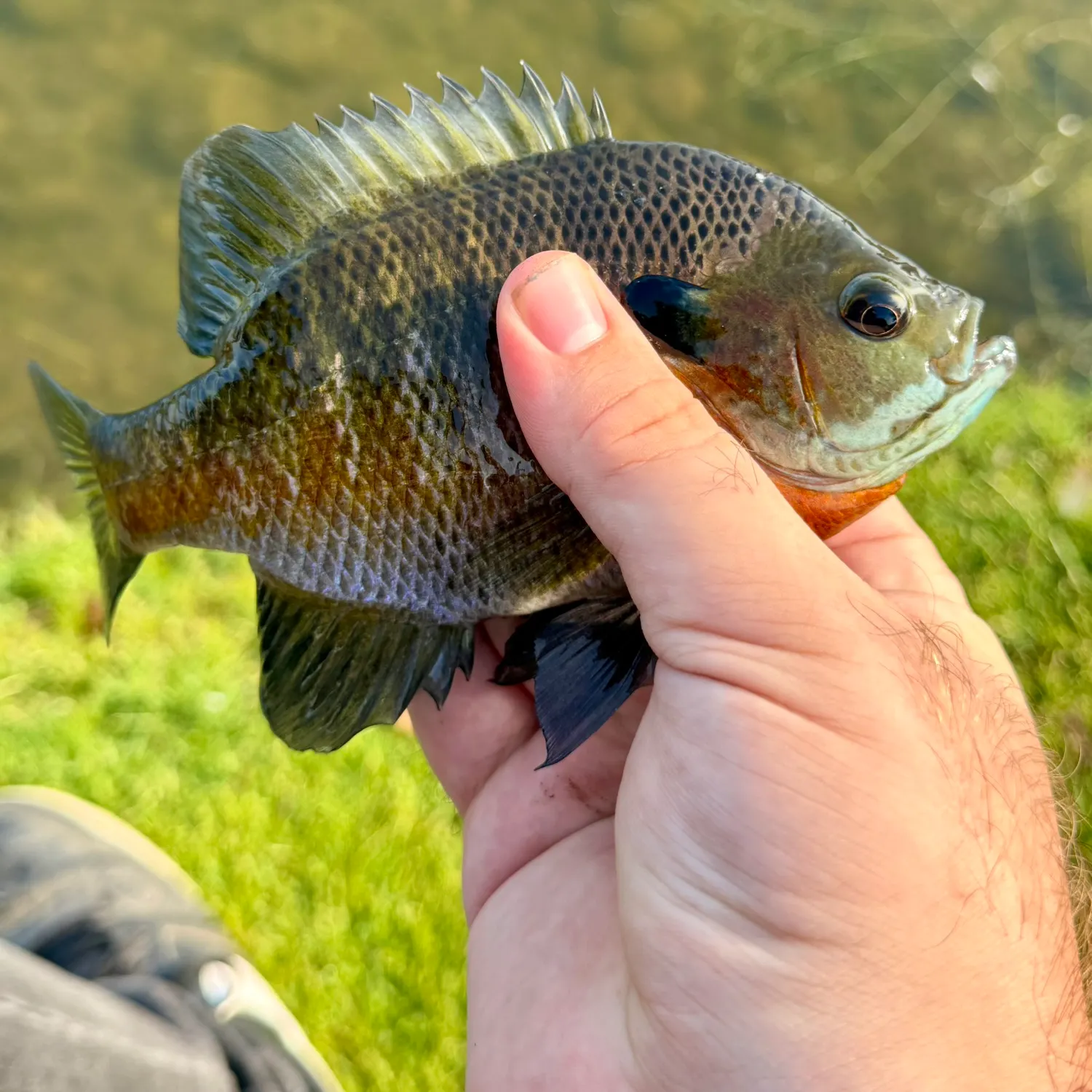catch