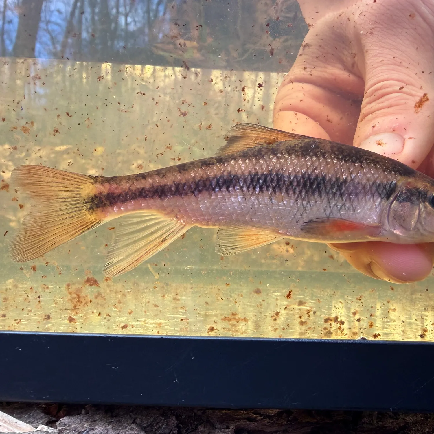 The most recent Eastern creek chubsucker catches on Fishbrain