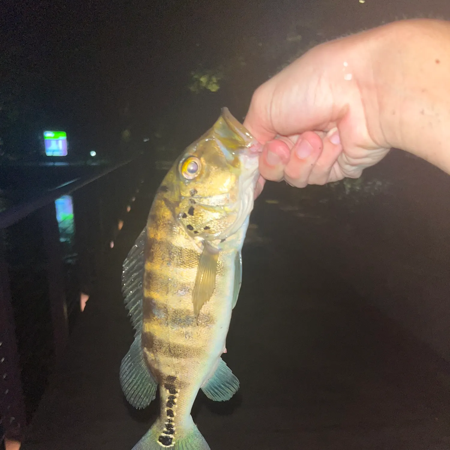 The most recent Blue peacock bass catches on Fishbrain
