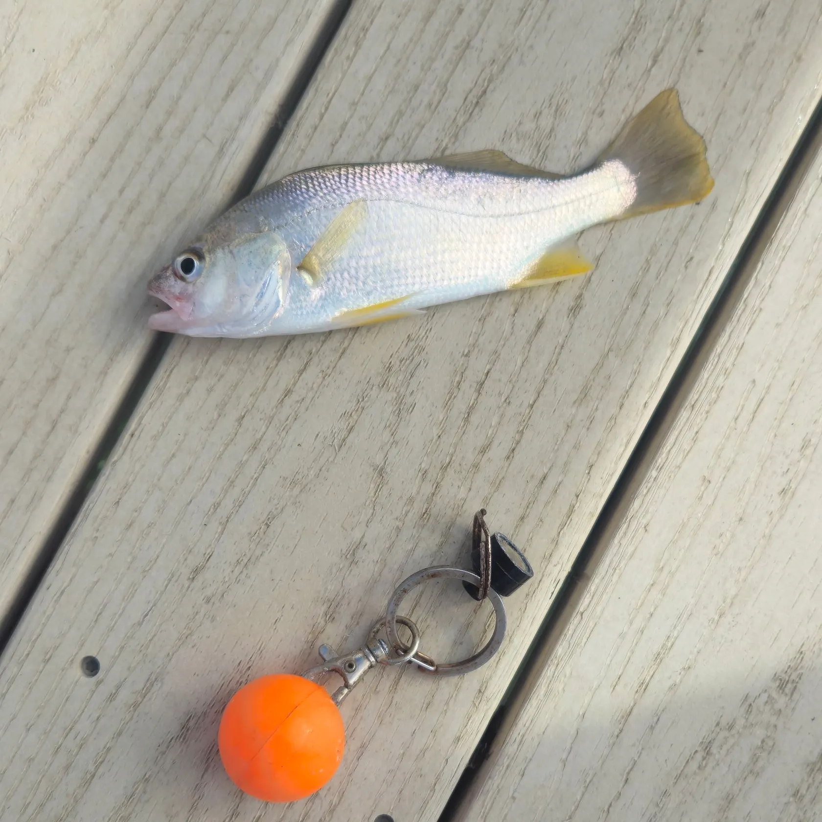 Silver perch caught on Fishbrain