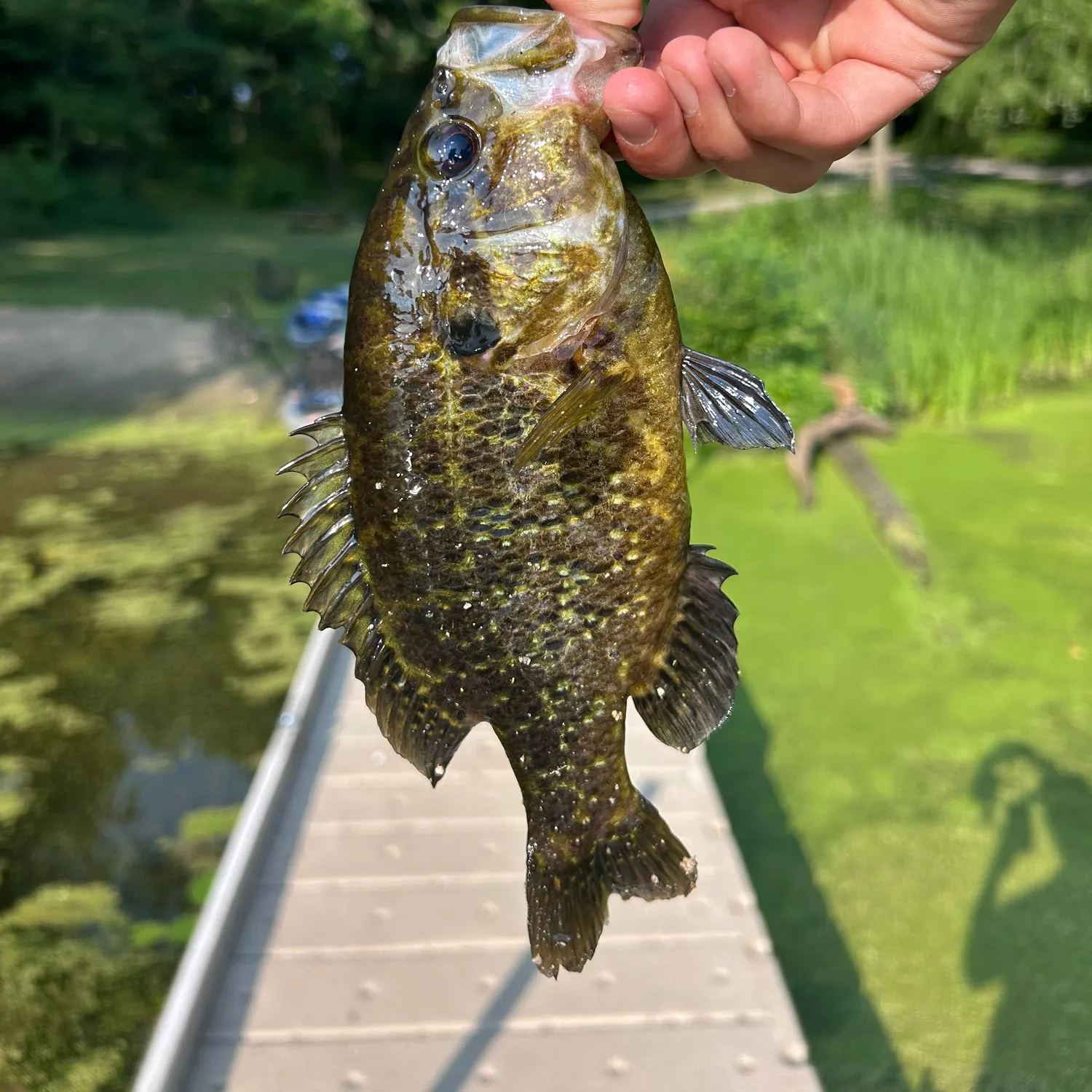 The most recent Warmouth catches on Fishbrain