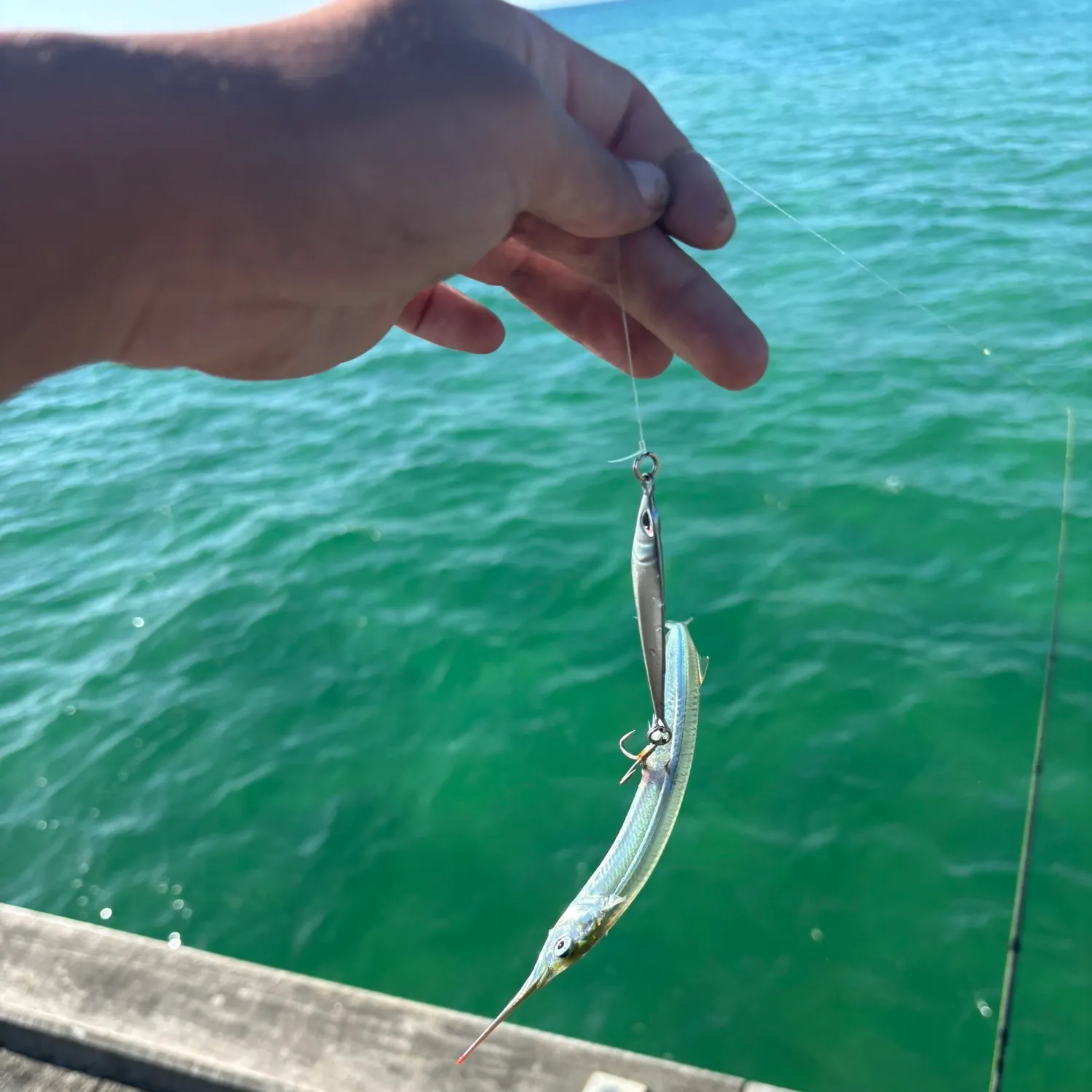 The most recent Southern garfish catches on Fishbrain