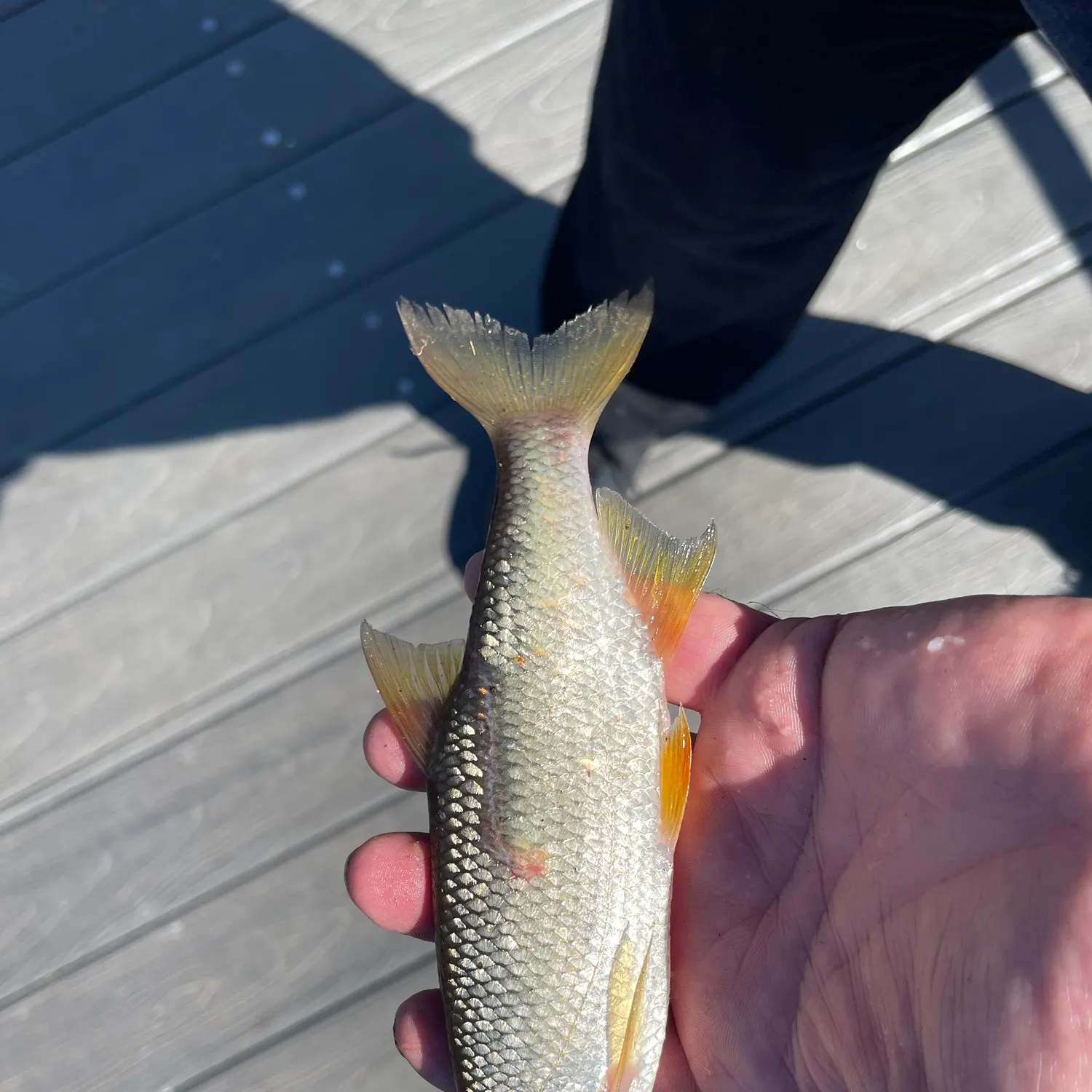 Golden shiner caught on Fishbrain