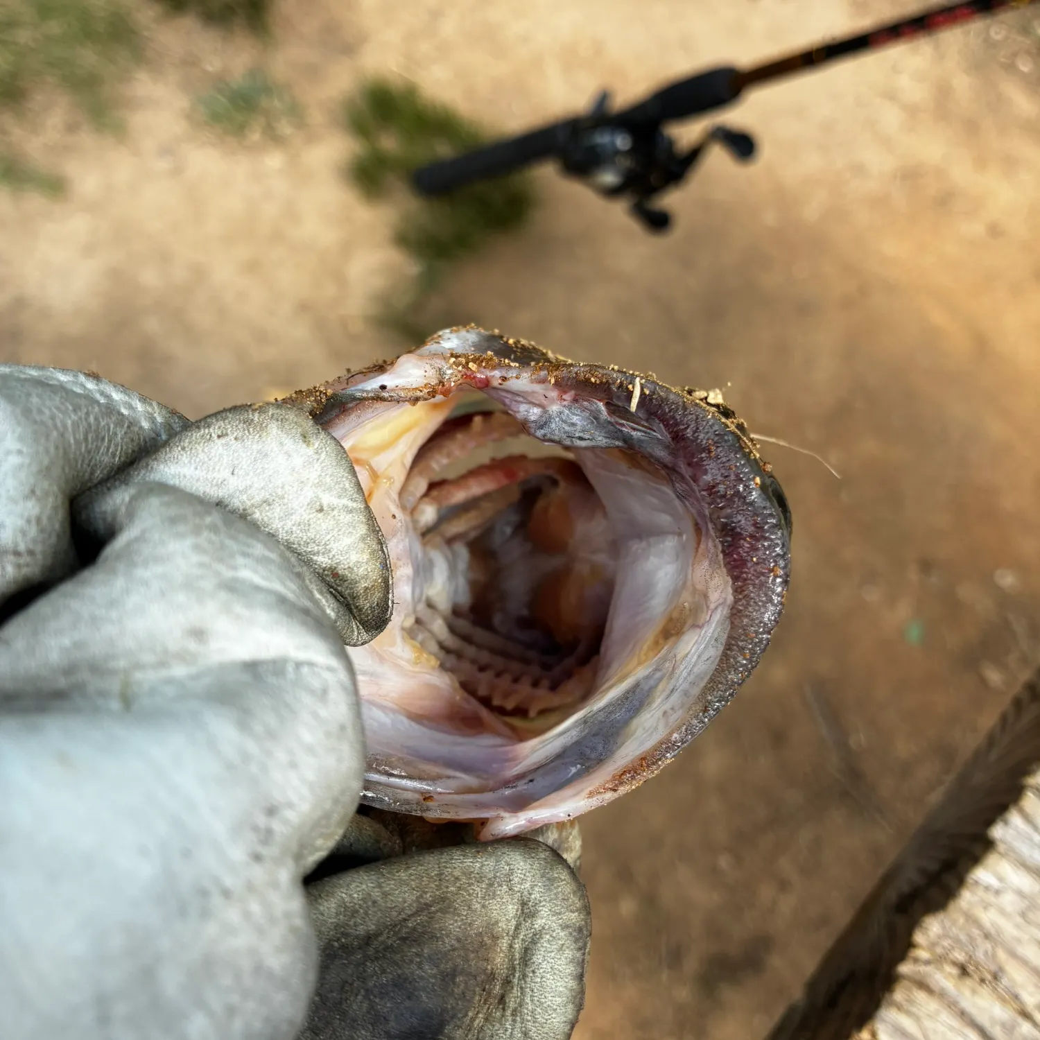 The most recent Southern calamari catches on Fishbrain