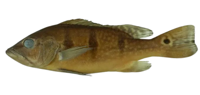 Orinoco peacock bass