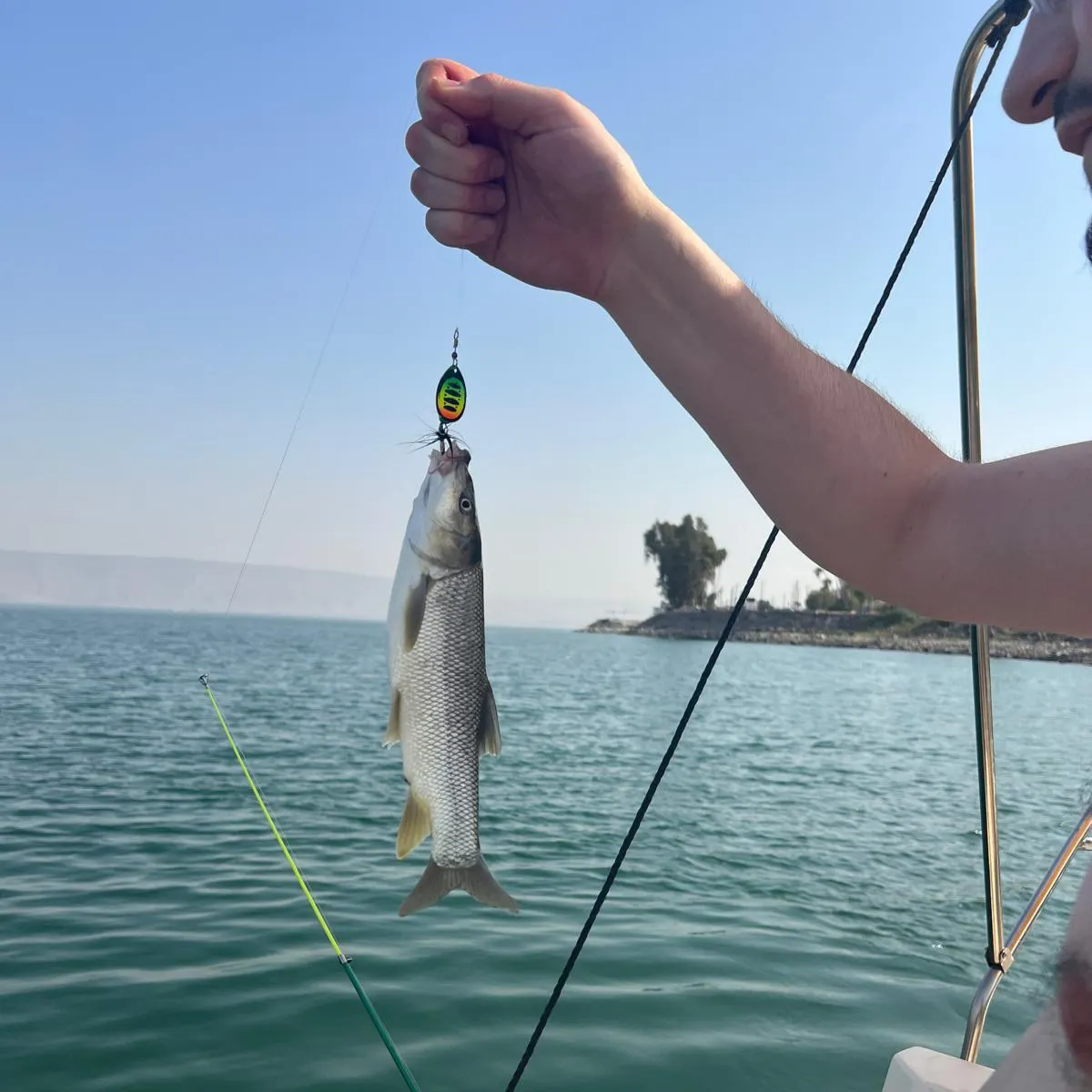The most recent Mediterranean barbel catches on Fishbrain