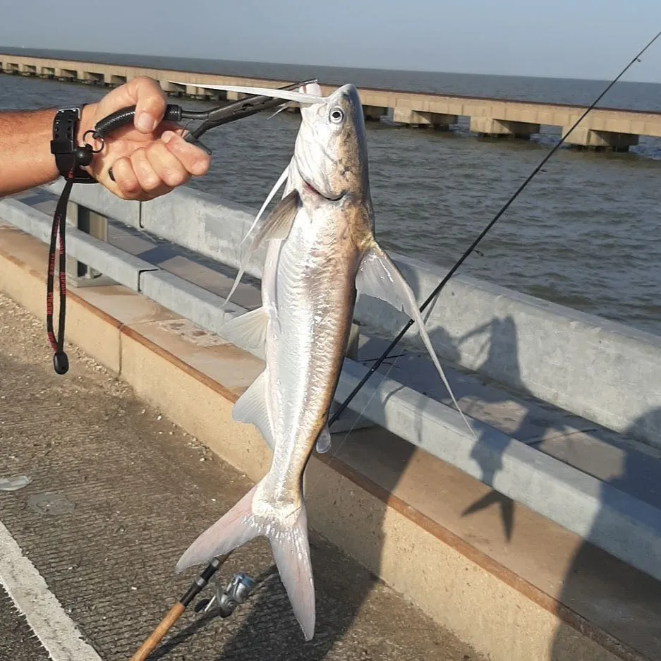 The most recent Gafftopsail sea catfish catches on Fishbrain