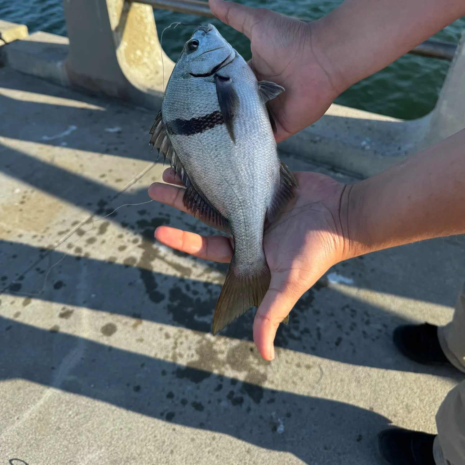 The most recent Sargo catches on Fishbrain