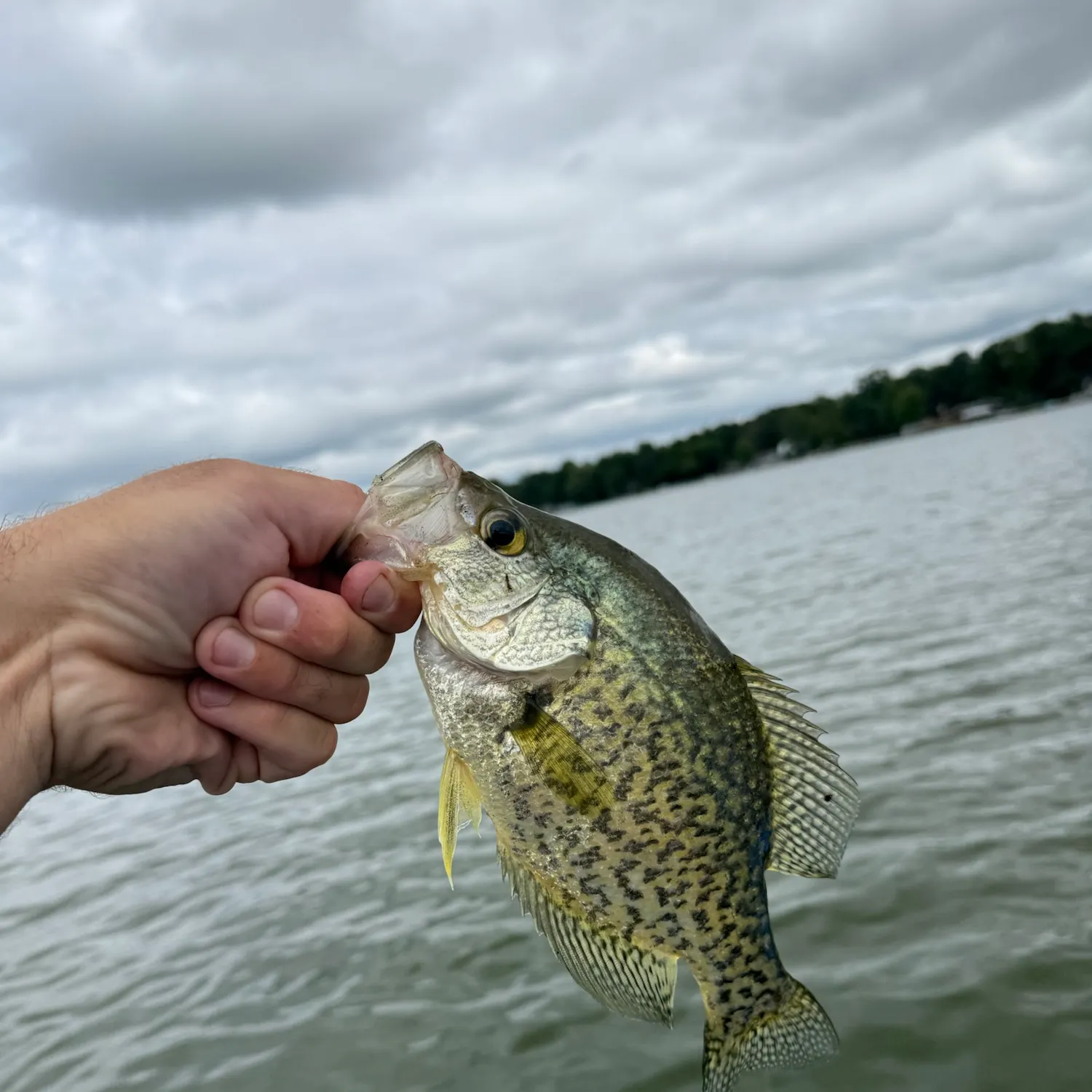 Black crappie caught on Fishbrain