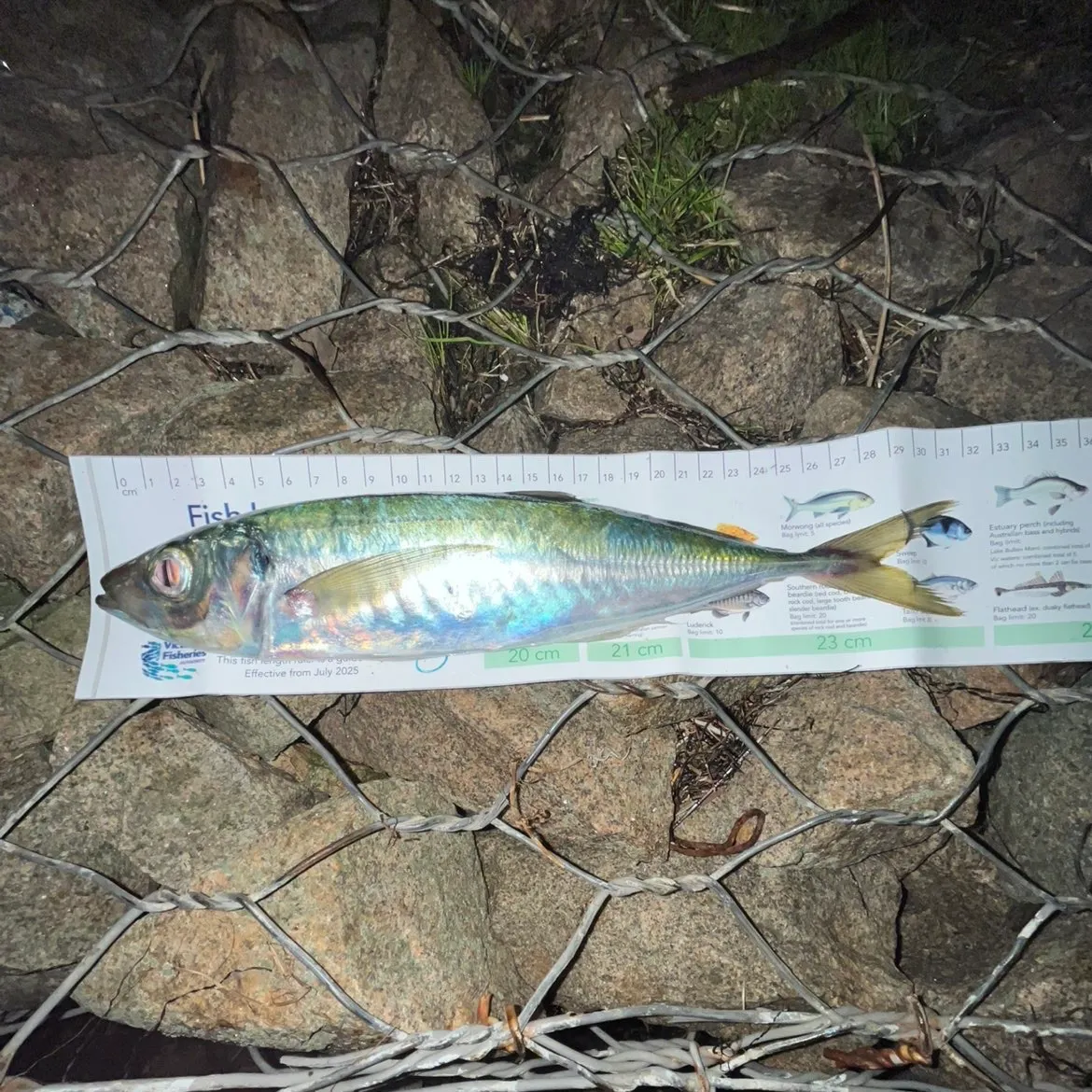 recently logged catches