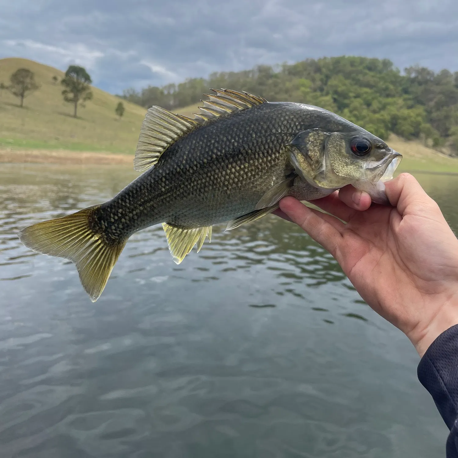 The most recent Australian bass catches on Fishbrain