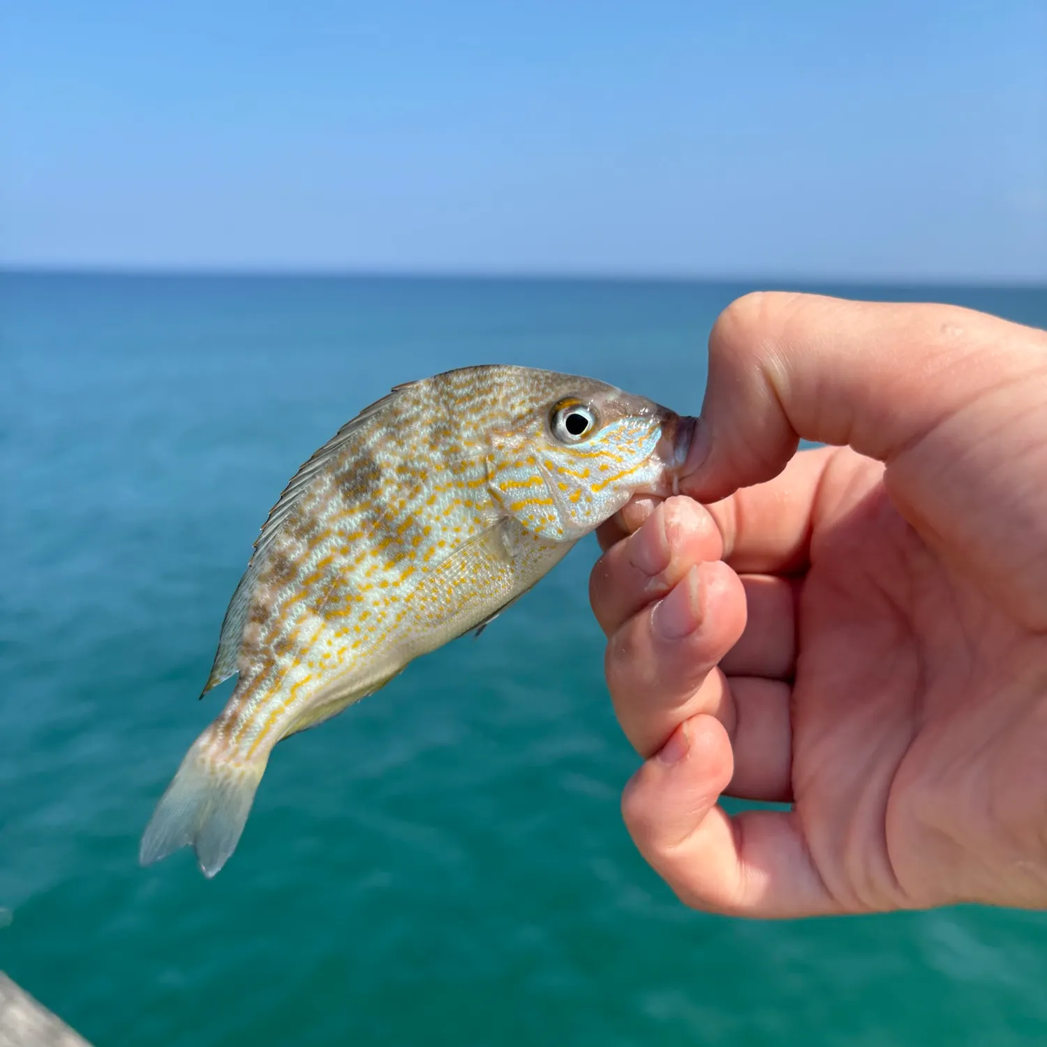 The most recent Spotted seabass catches on Fishbrain