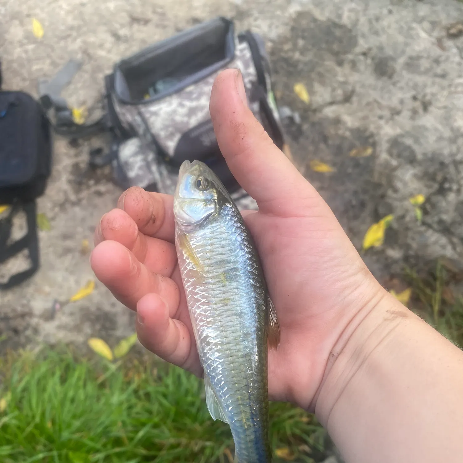 Common shiner caught on Fishbrain