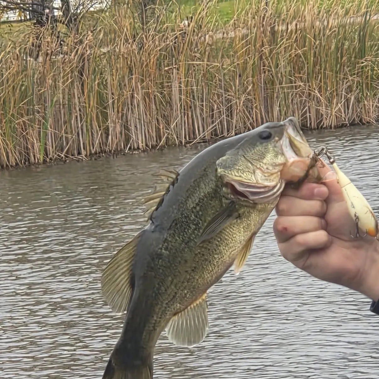 Largemouth bass caught on Fishbrain