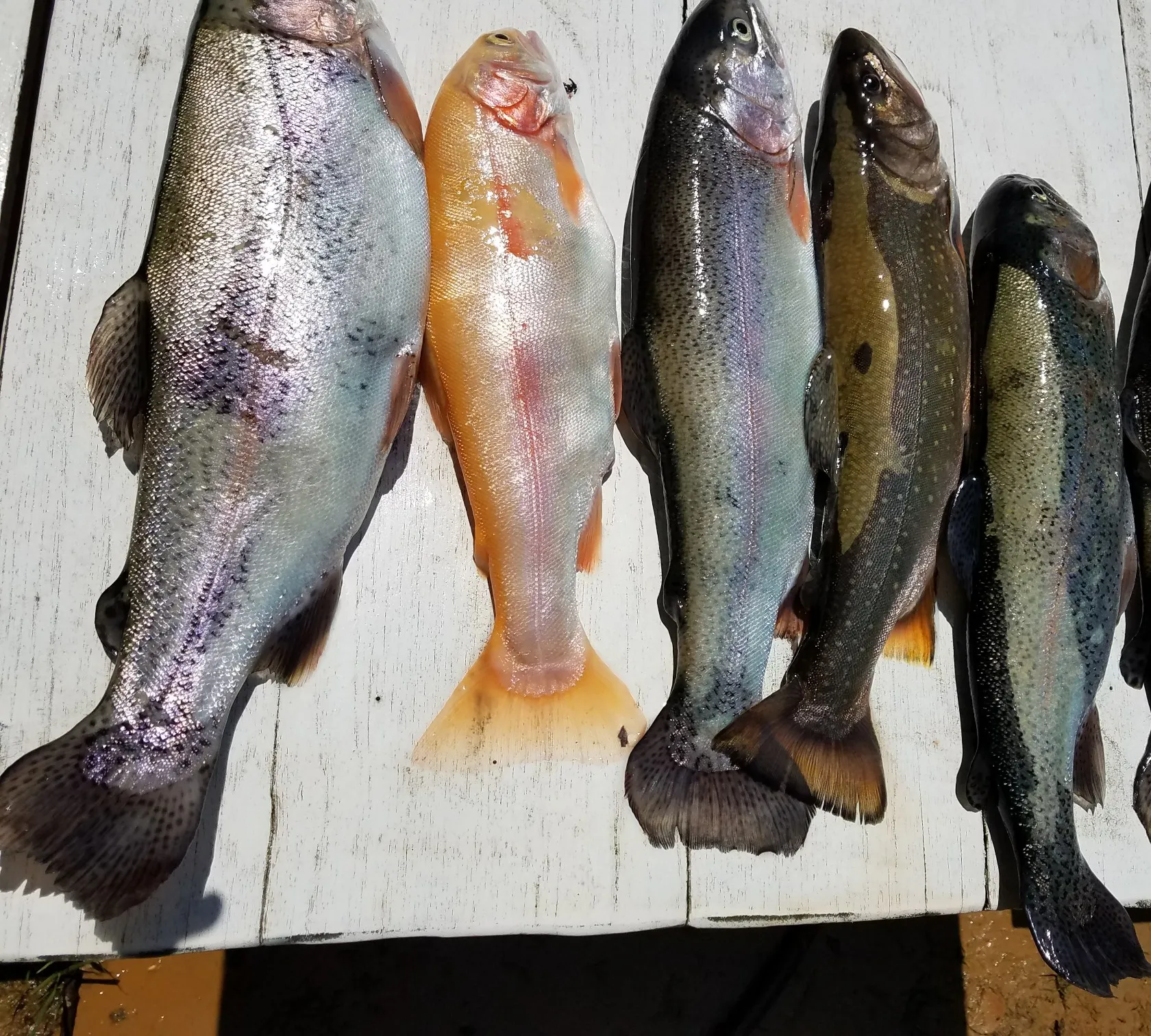 recently logged catches