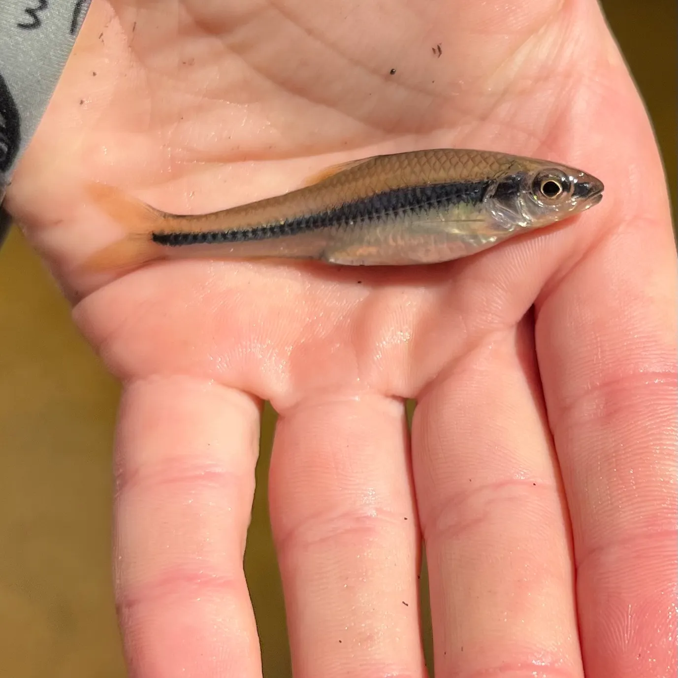 The most recent Weed shiner catches on Fishbrain