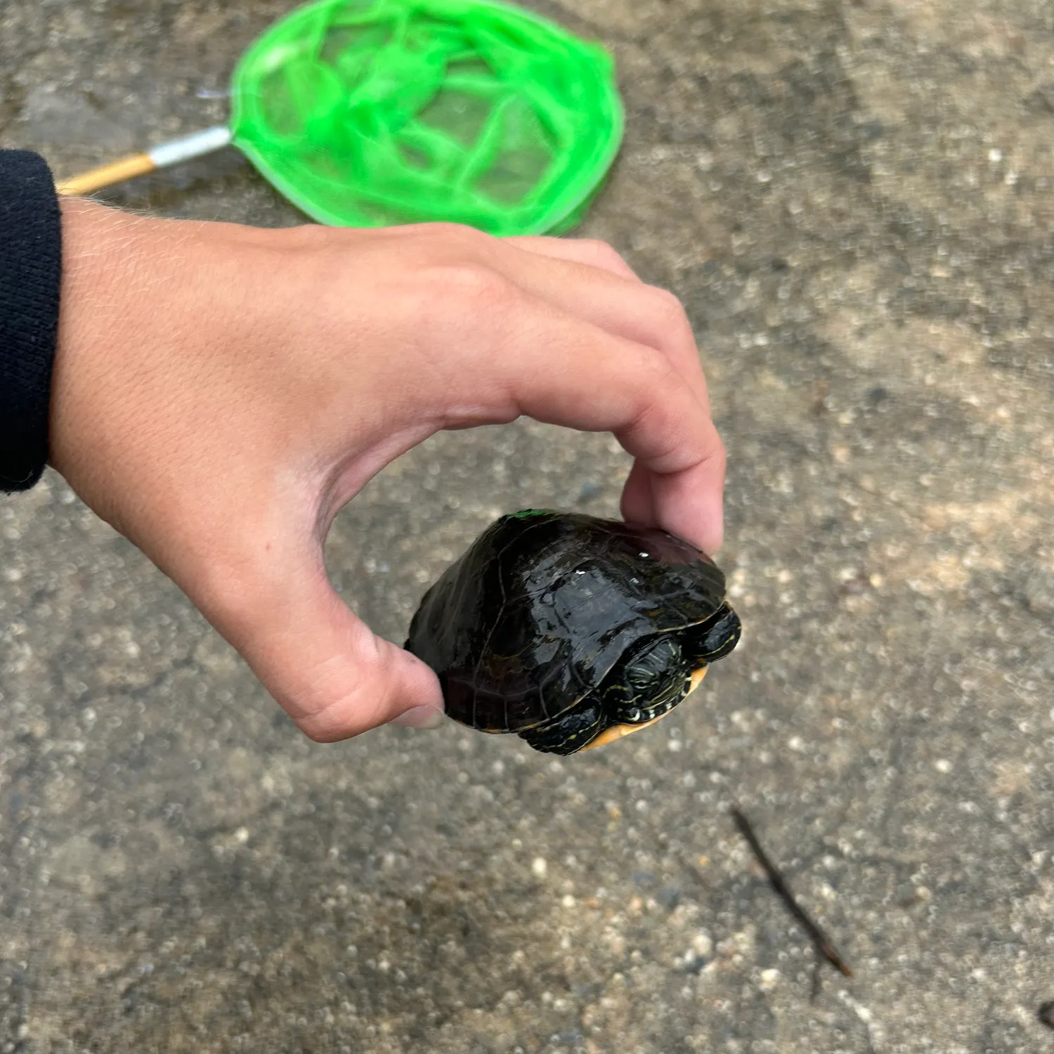 Painted turtle caught on Fishbrain