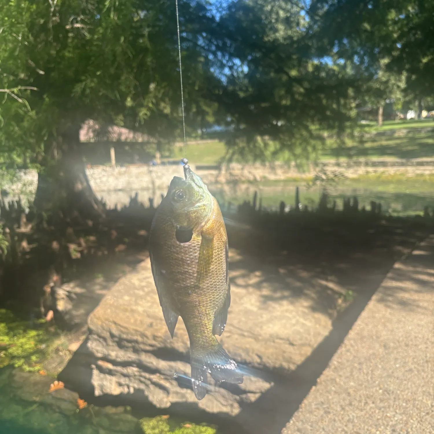 Bluegill caught on Fishbrain
