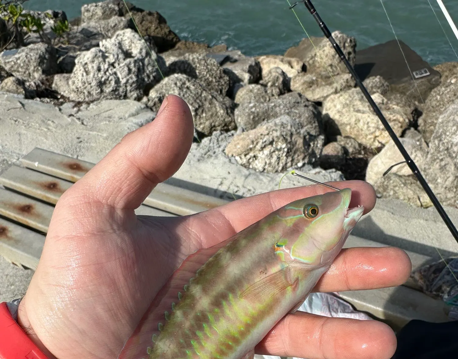 Slippery dick wrasse