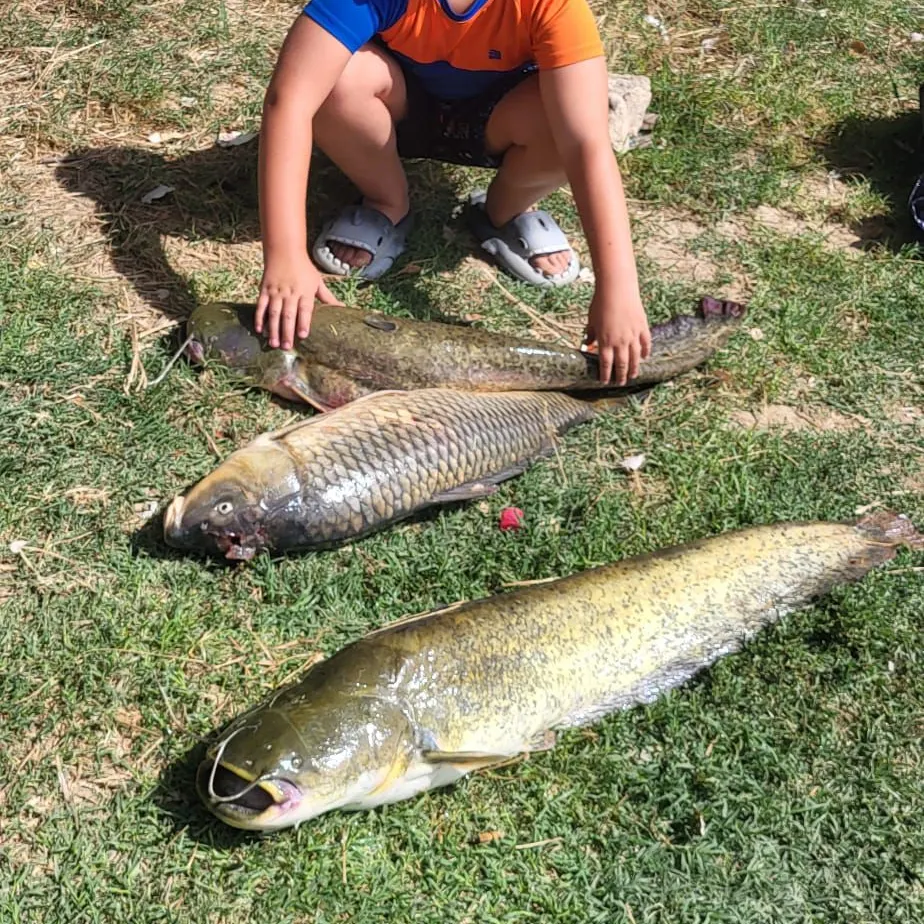 The most recent Amur catfish catches on Fishbrain