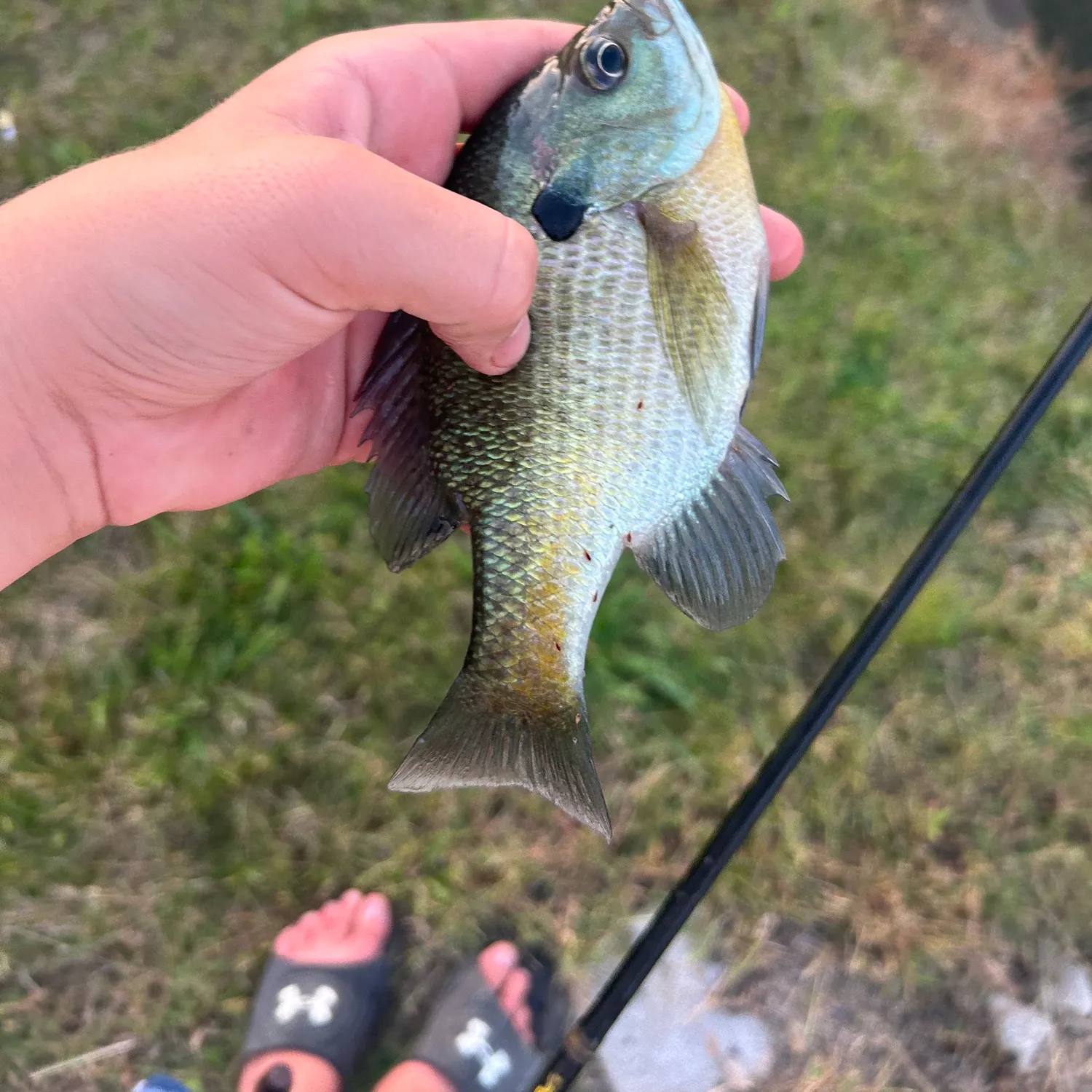 Bluegill caught on Fishbrain