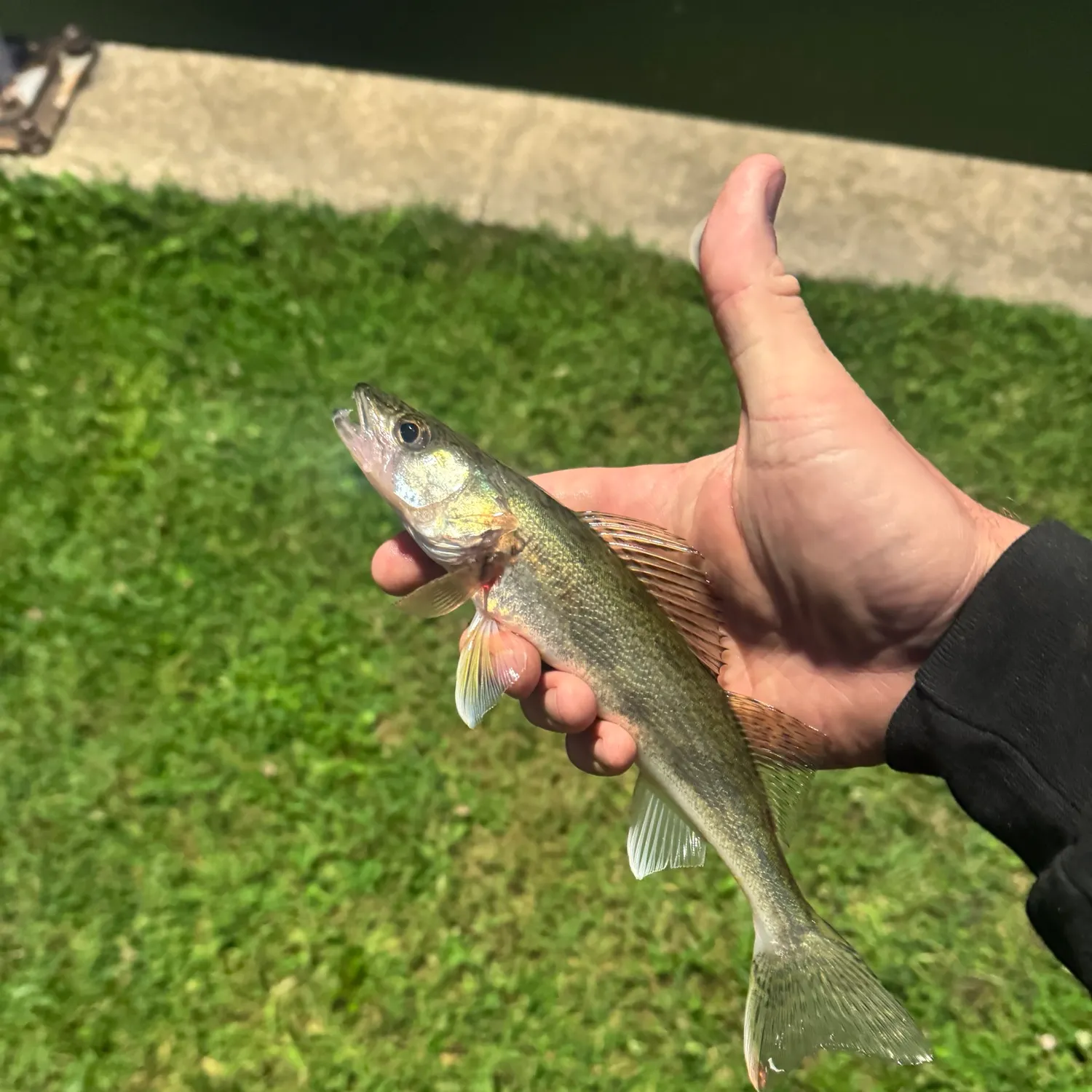 Walleye caught on Fishbrain