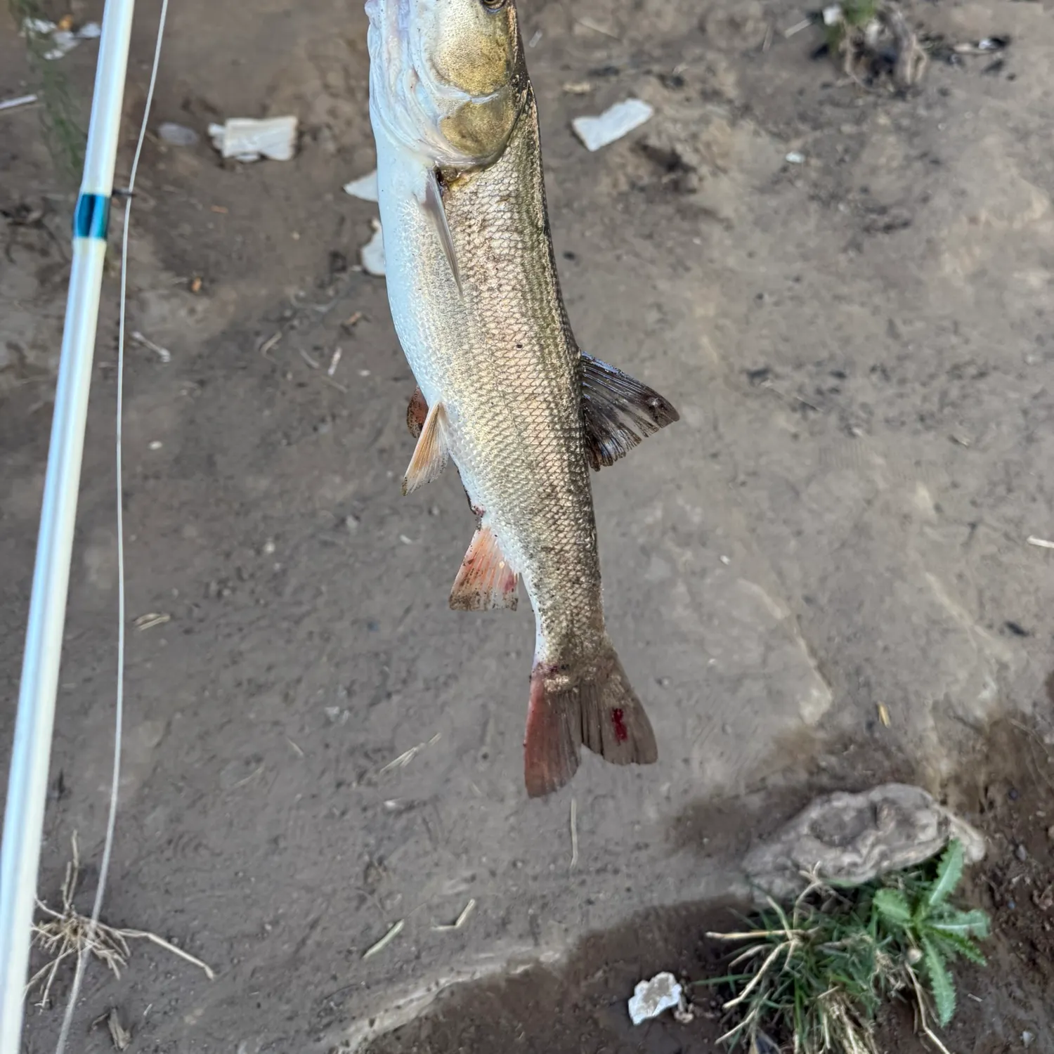 The most recent Sacramento pikeminnow catches on Fishbrain