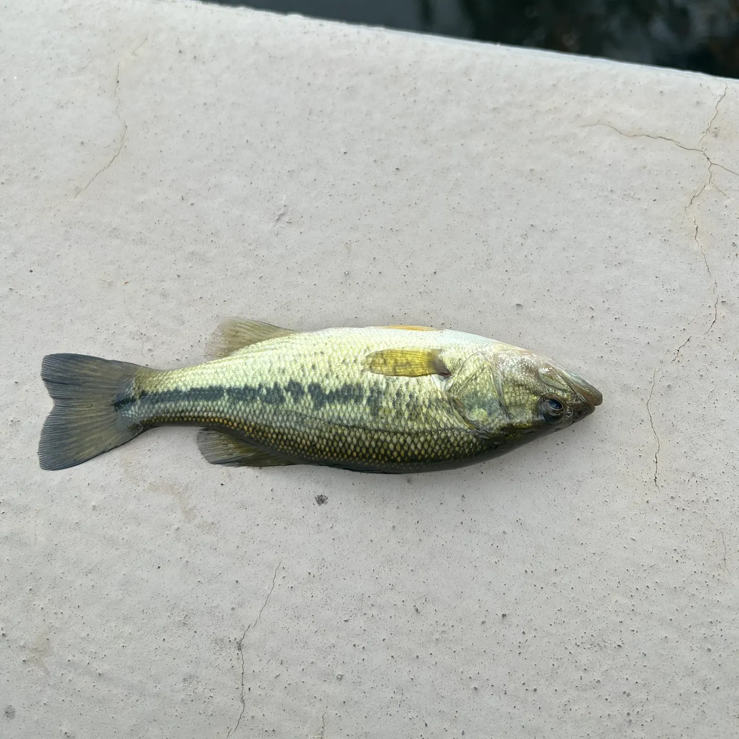 Spotted bass caught on Fishbrain