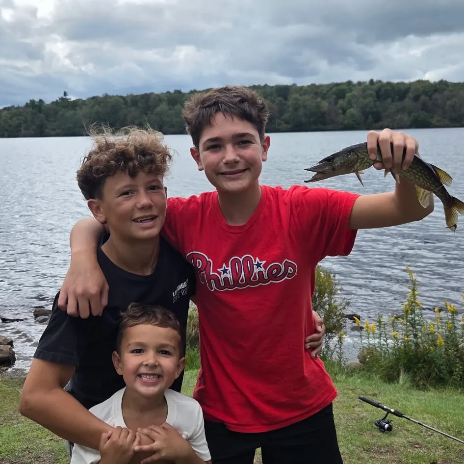 Grass pickerel caught on Fishbrain