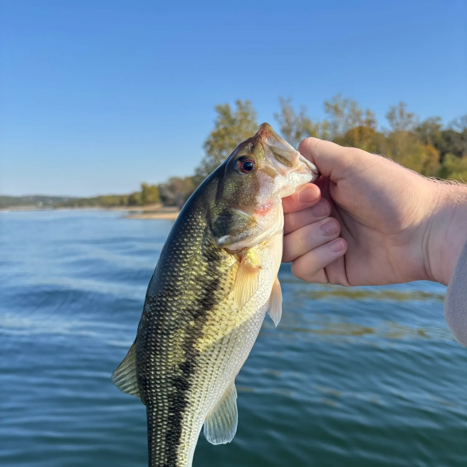Spotted bass caught on Fishbrain
