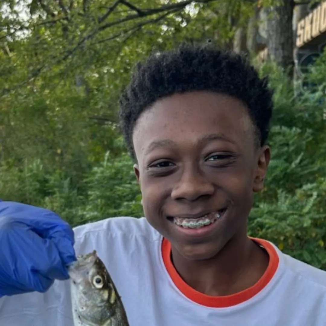 Striped bass caught on Fishbrain