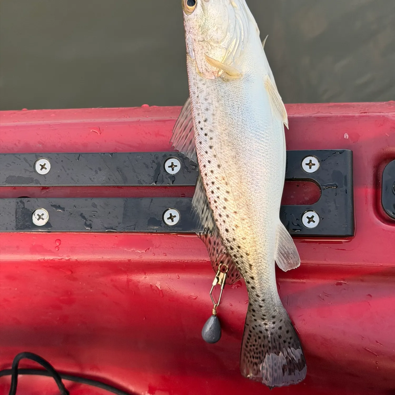 Spotted seatrout caught on Fishbrain