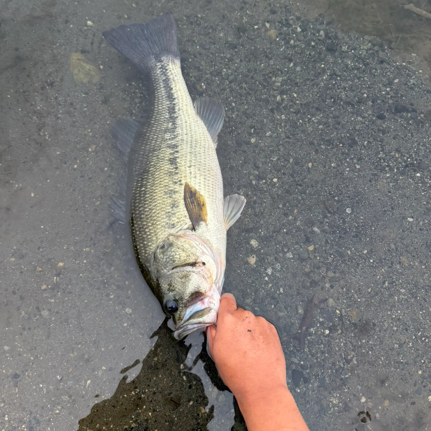 Largemouth bass caught on Fishbrain