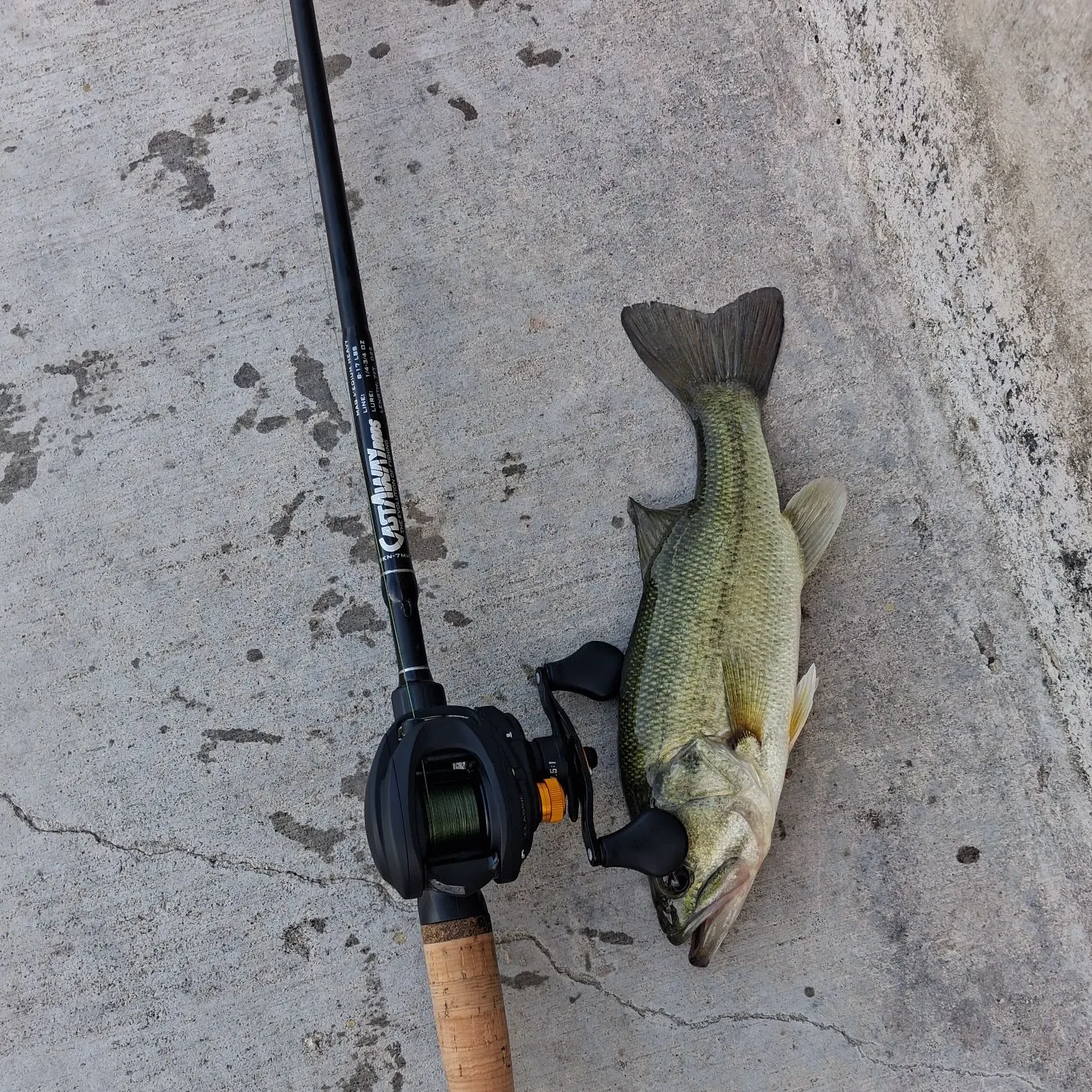 Largemouth bass caught on Fishbrain