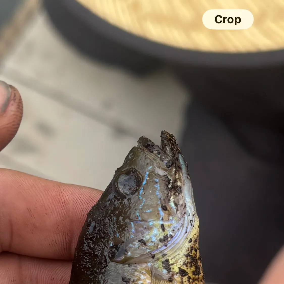Green sunfish caught on Fishbrain
