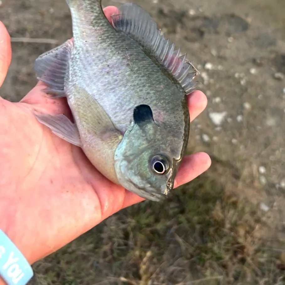 Bluegill caught on Fishbrain