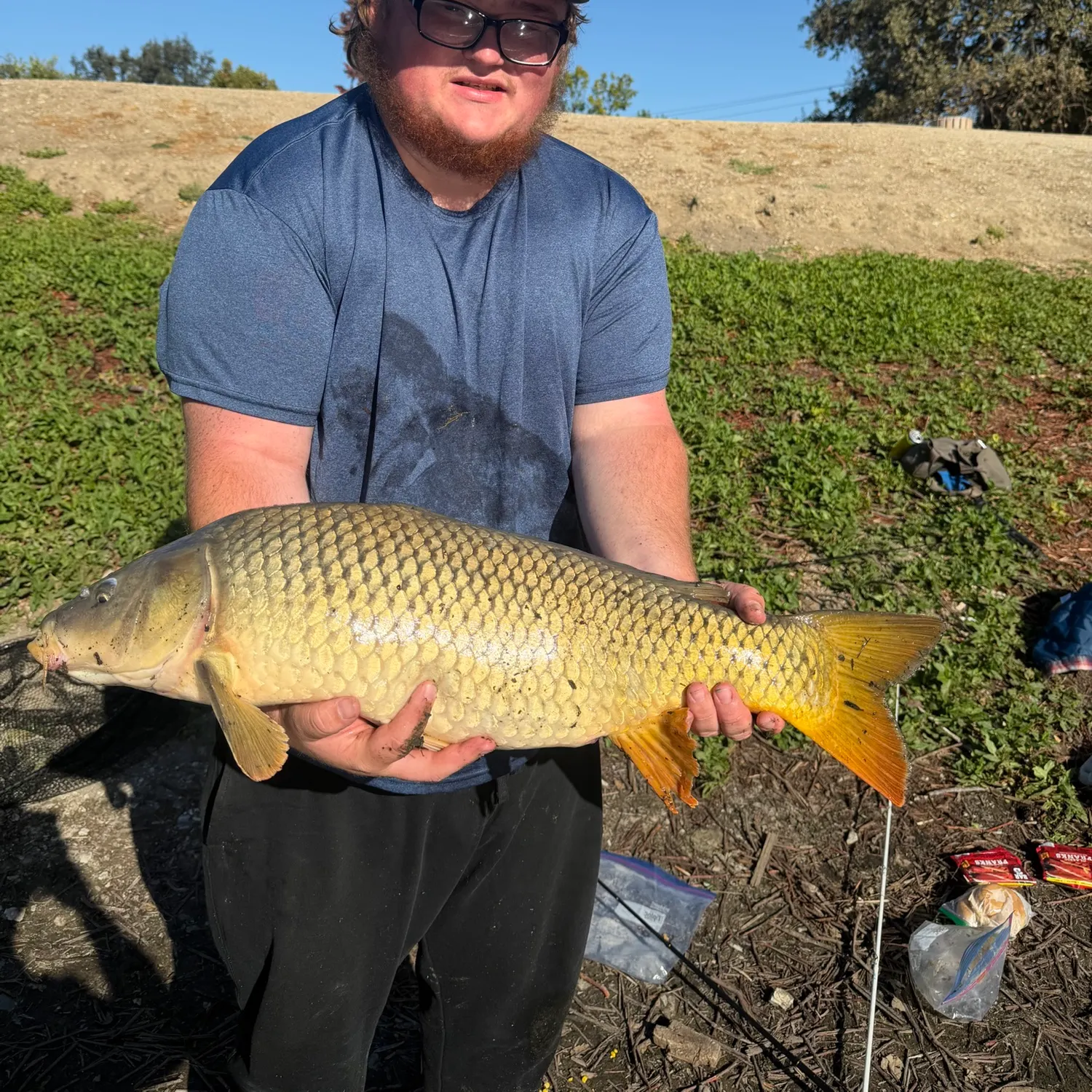Common carp caught on Fishbrain