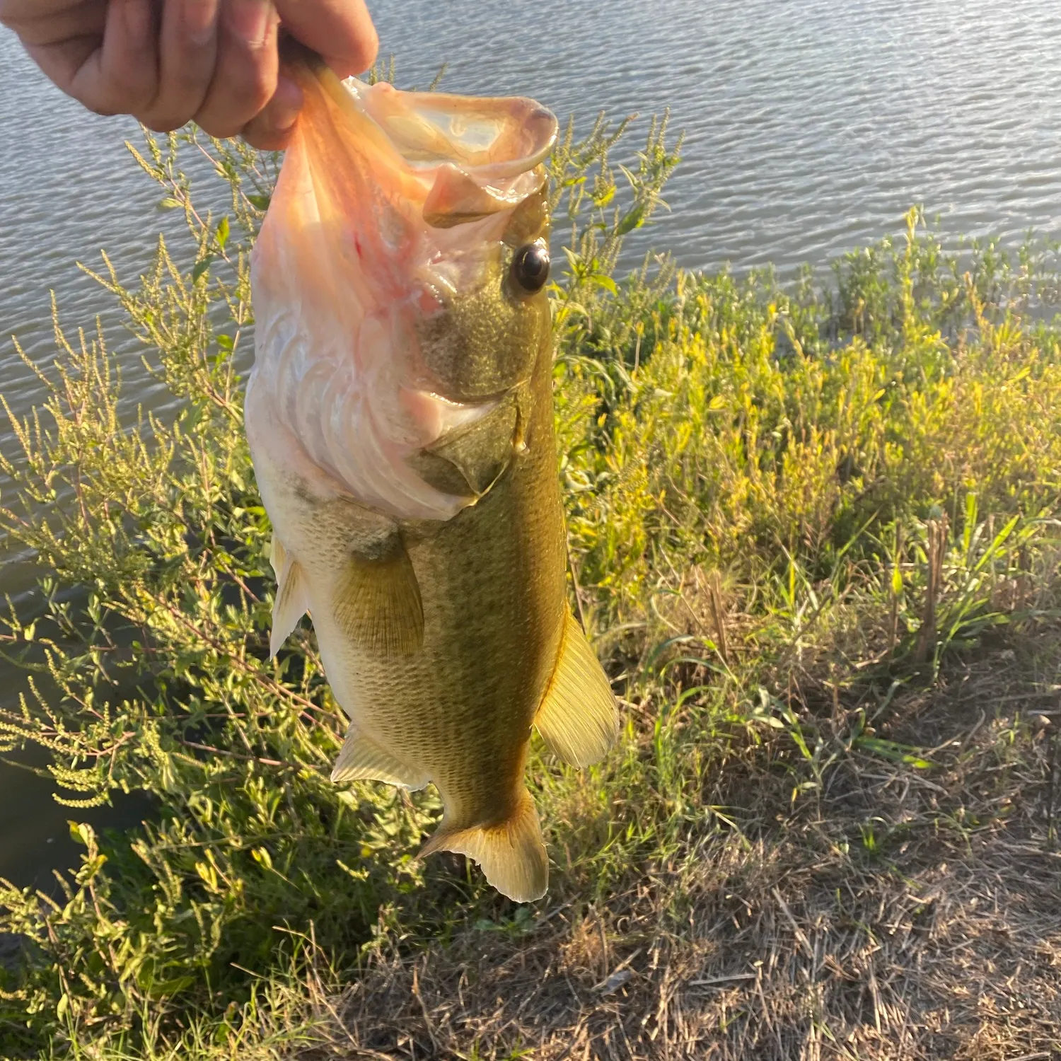 Spotted bass caught on Fishbrain