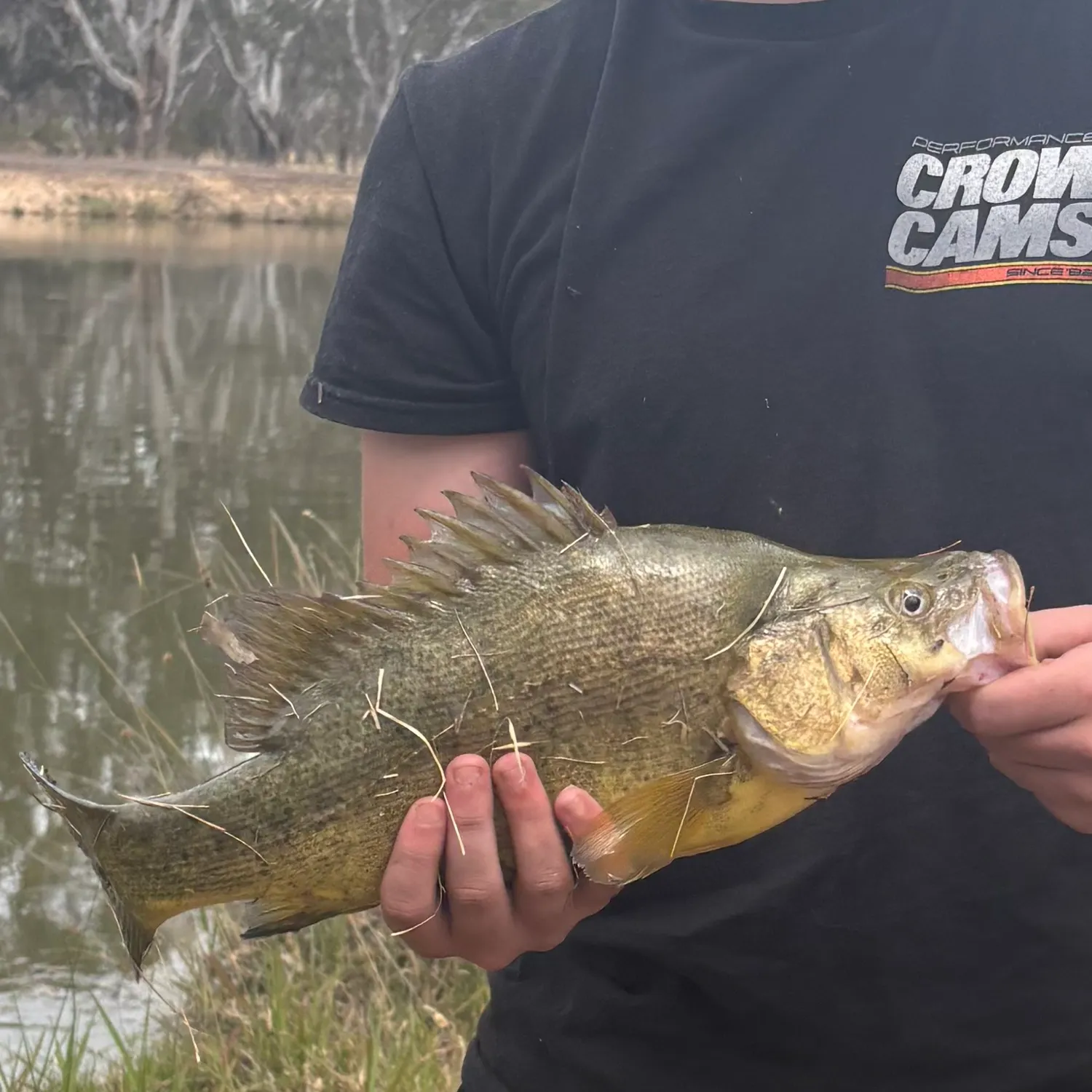 The most recent Golden perch catches on Fishbrain