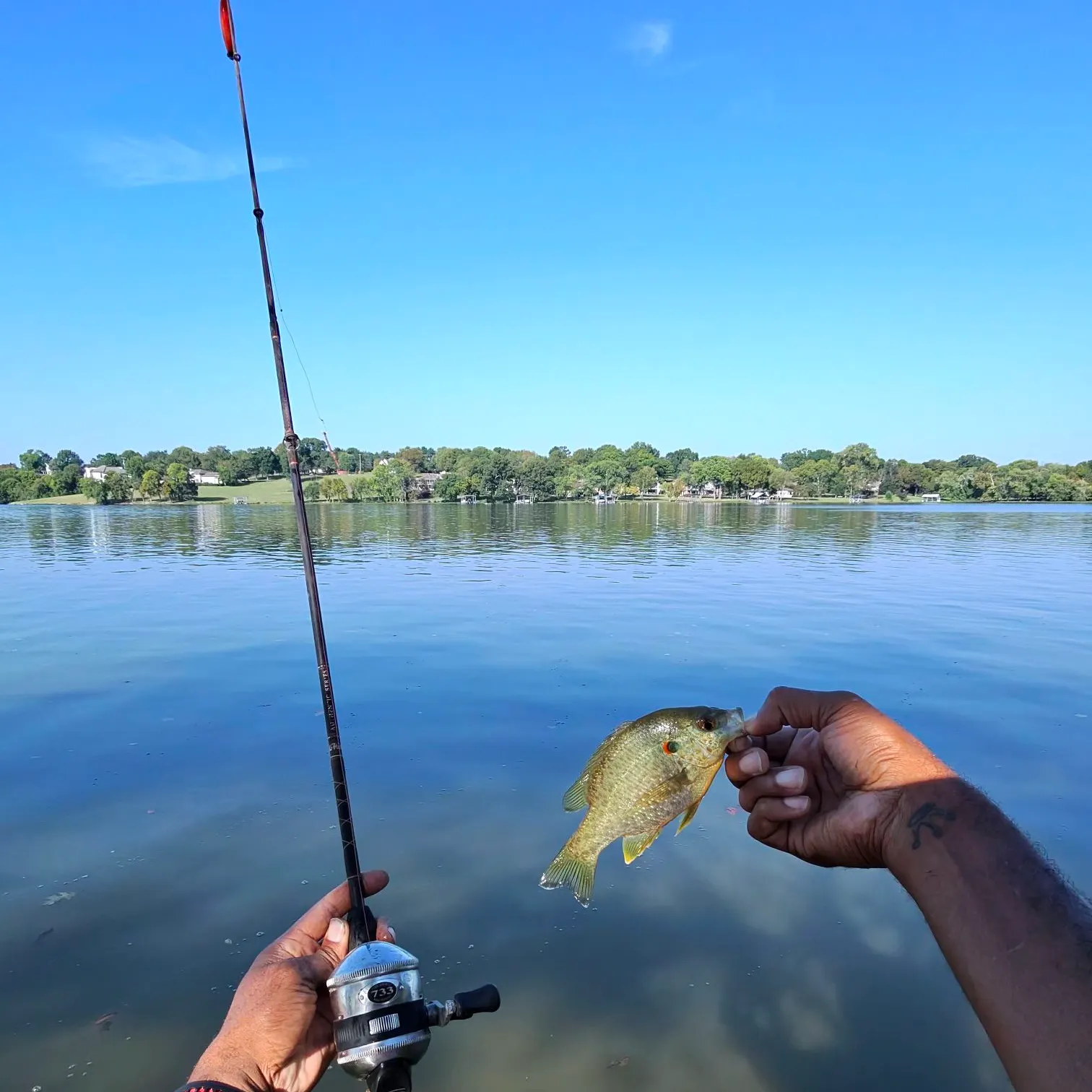 Bluegill caught on Fishbrain