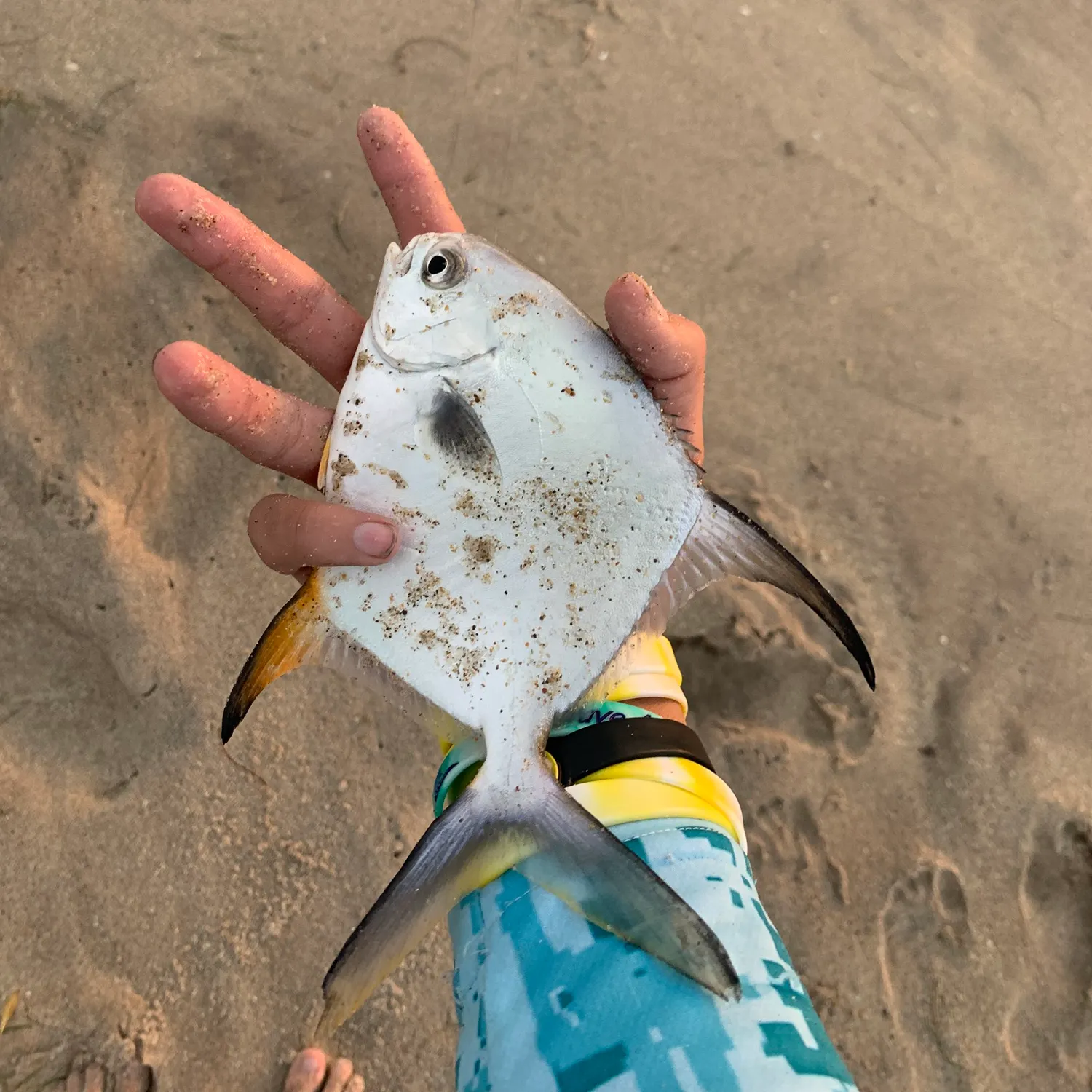 The most recent Permit catches on Fishbrain