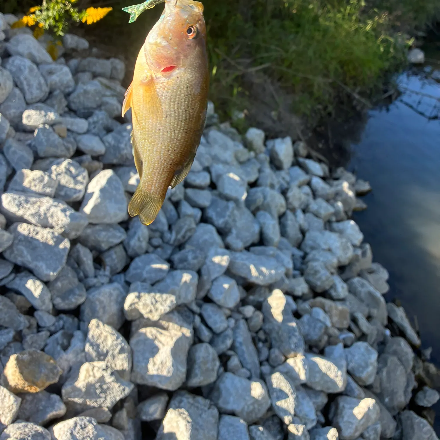 Green sunfish caught on Fishbrain