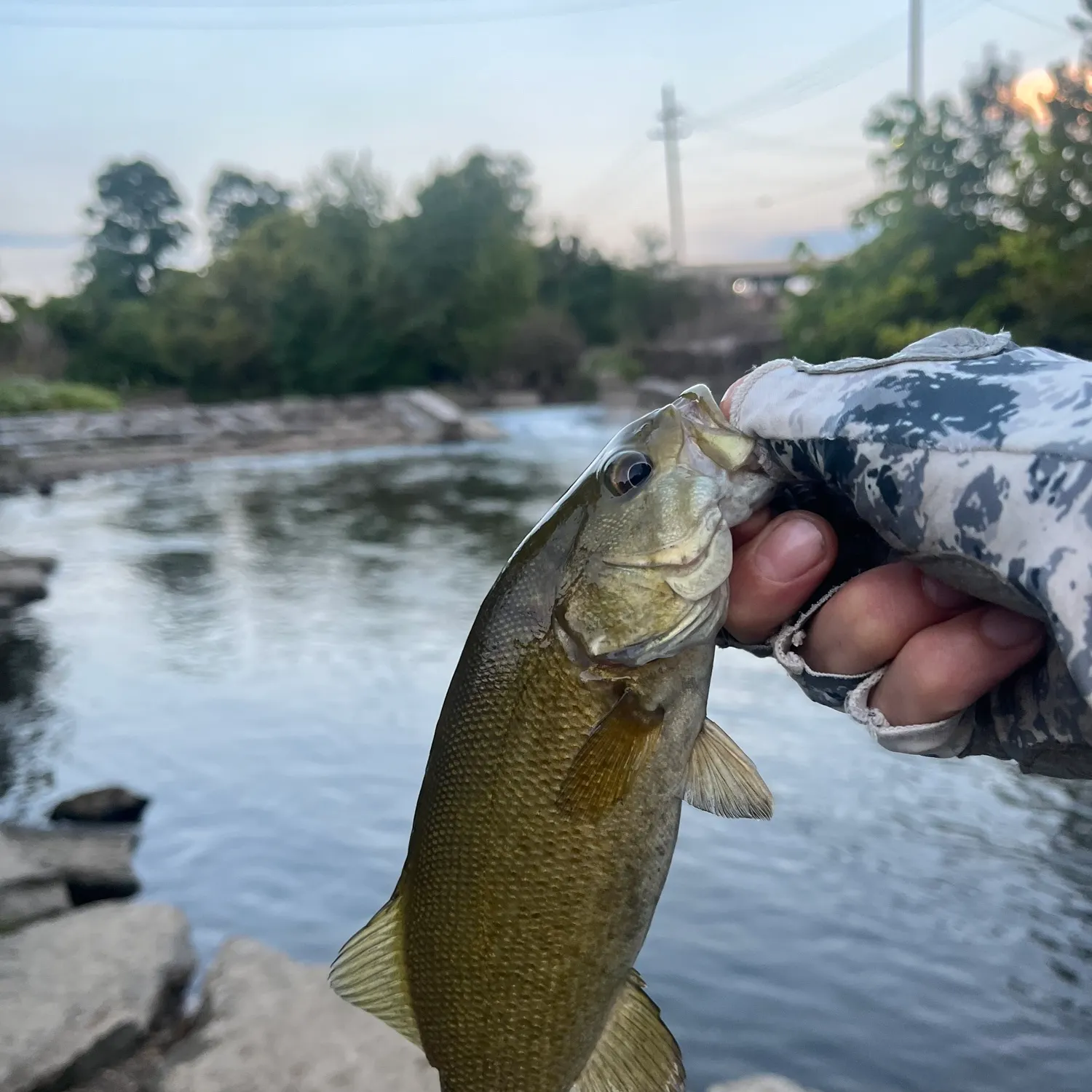 Smallmouth bass caught on Fishbrain
