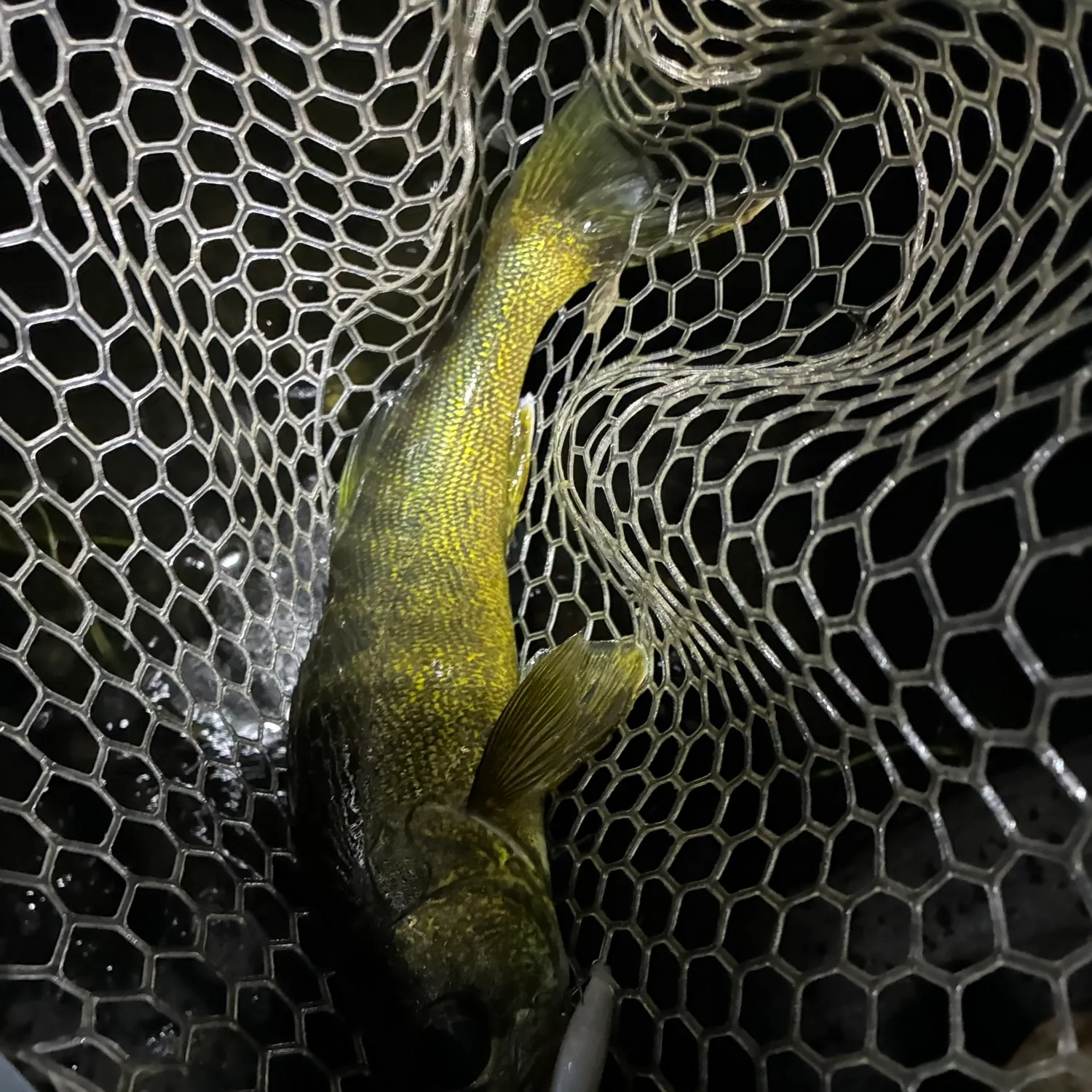 Walleye caught on Fishbrain