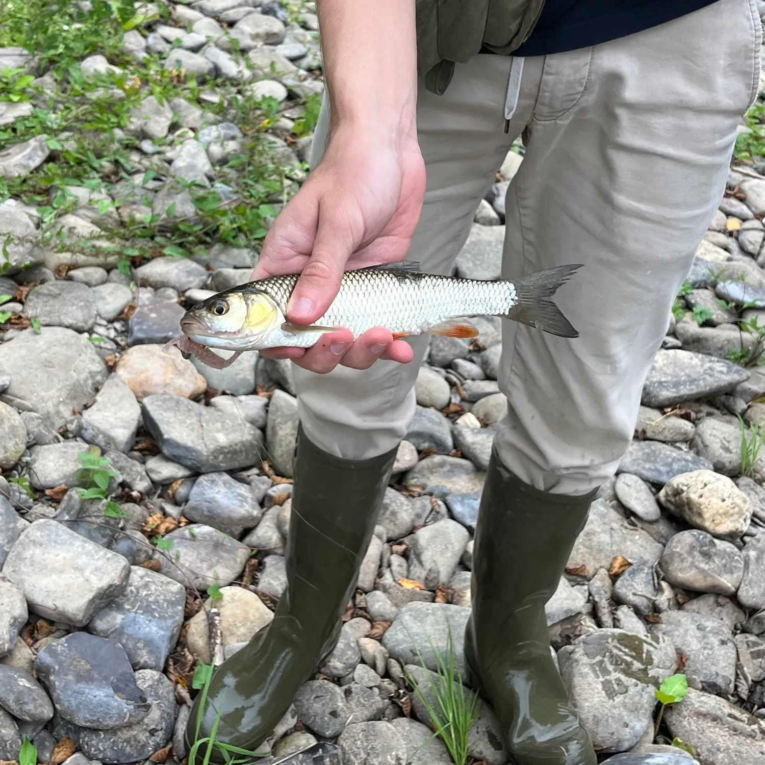 European chub caught on Fishbrain