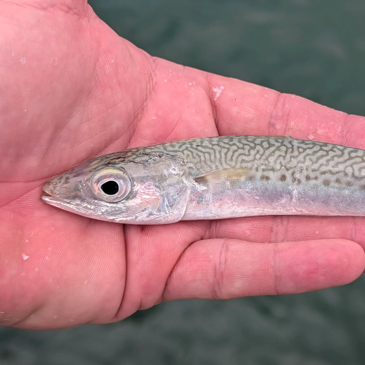 The most recent Atlantic chub mackerel catches on Fishbrain