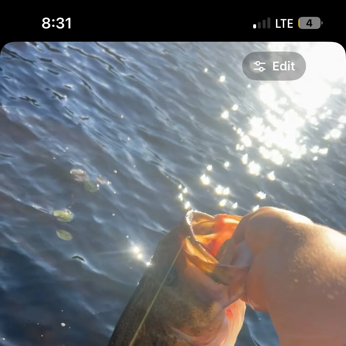 recently logged catches