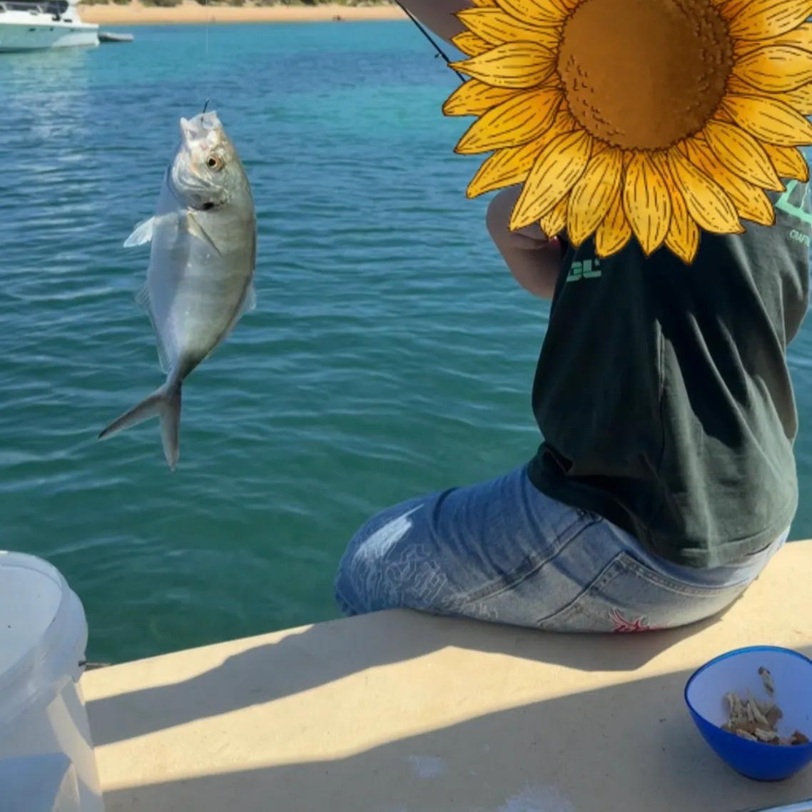 White trevally caught on Fishbrain
