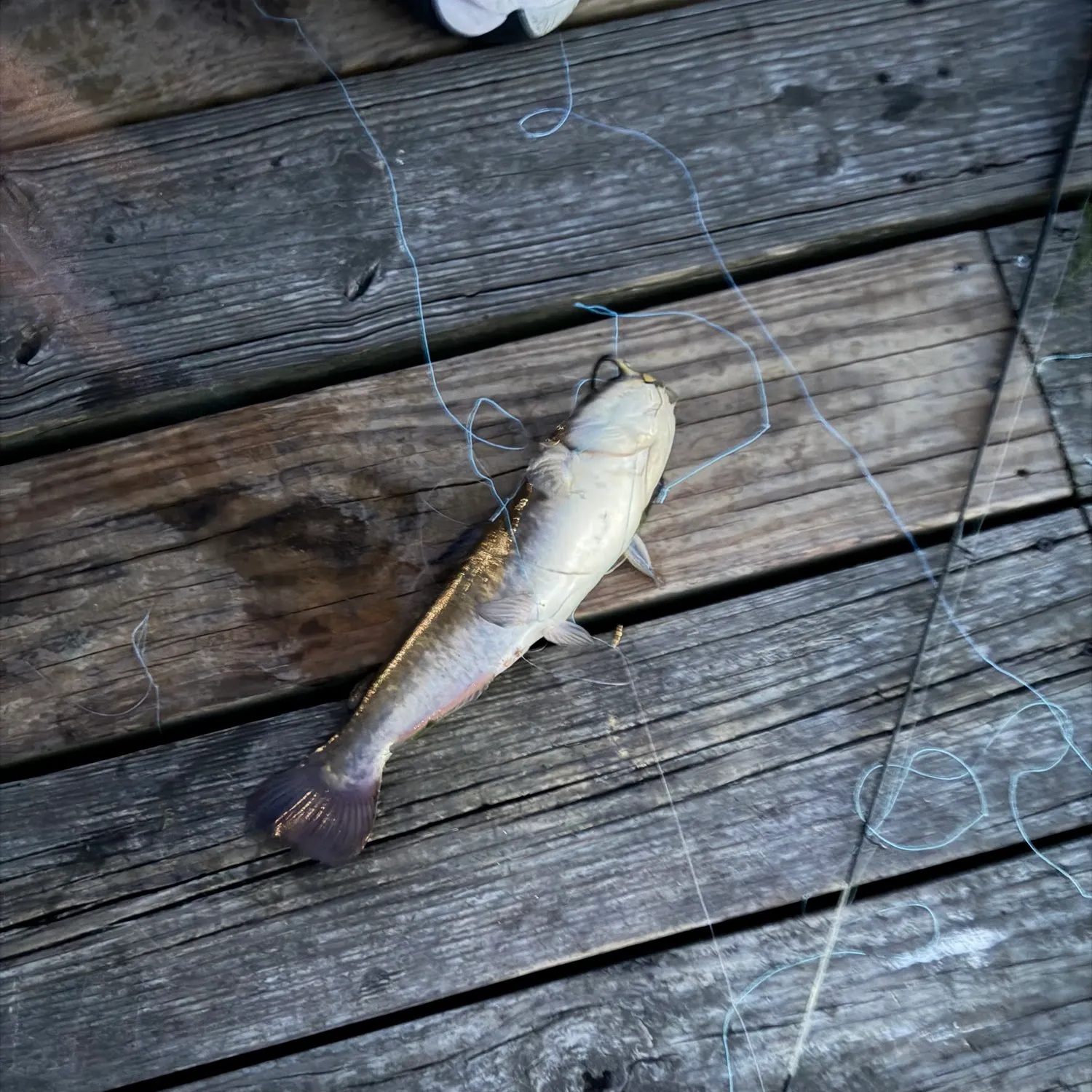 Black bullhead caught on Fishbrain